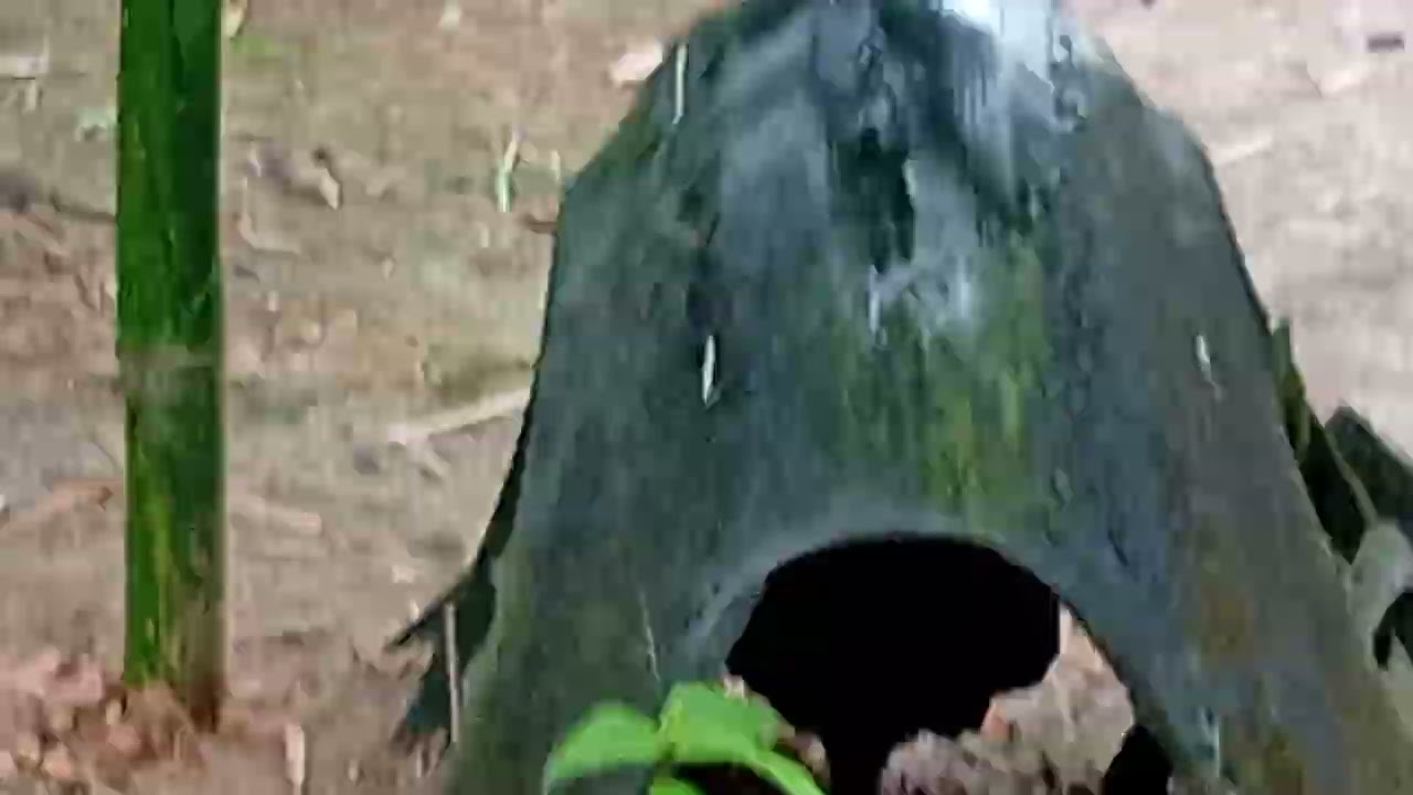 EBulik sweater hatch kelso 2X winner derby 