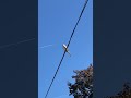 MOCKINGBIRD Perched While JET AIRPLANE Flies Overhead  #nature #wildlife #shortvideo #shorts #wow