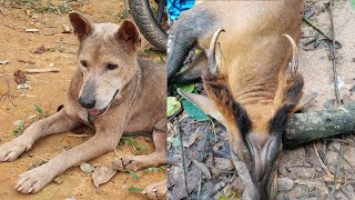 Hnub No Mus Lam Hlwb4112025