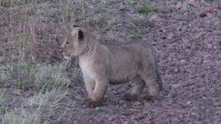 Lion Cub Calling screenshot 3