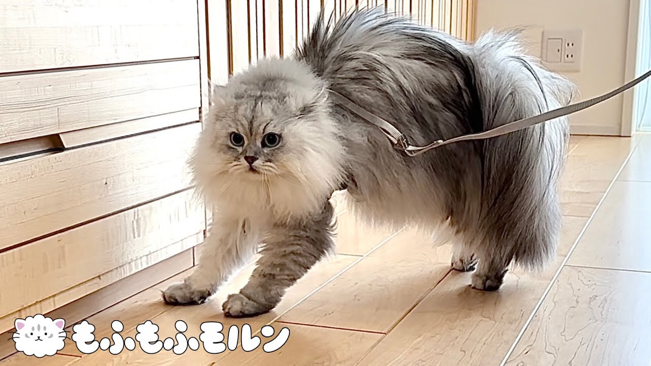 猫が子犬と遭遇したら…【サイベリアン】