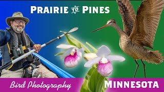 Marbled Godwits to Rednecked Grebes: Prairie to Pine Bird PhotographyMinnesota