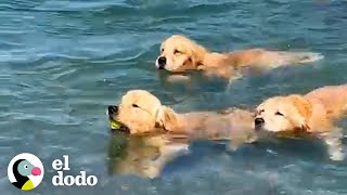 Golden retrievers enseñan a nadar a su hermano cachorro | El Dodo by El Dodo 678,735 views 5 months ago 2 minutes, 56 seconds