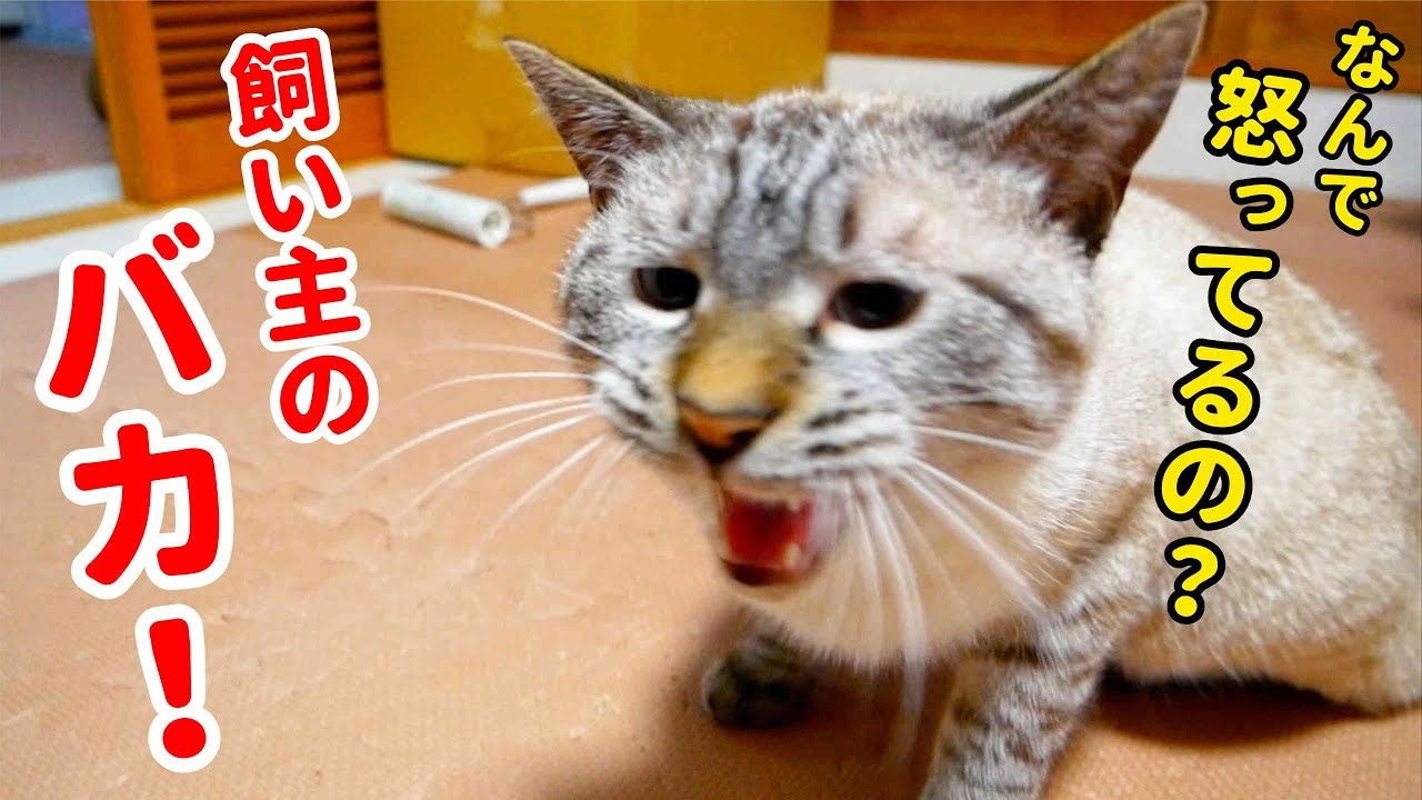 猫の不満解消と鳴き声の秘密 肉球ドットコム 299 Com 猫の不満解消と鳴き声の秘密 肉球ドットコム 299 Com