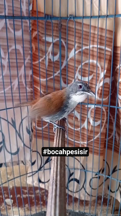 suara pikat sniper cocok buat pancingan burung bahan #kicau #masteran #viral #tepus_dada_putih