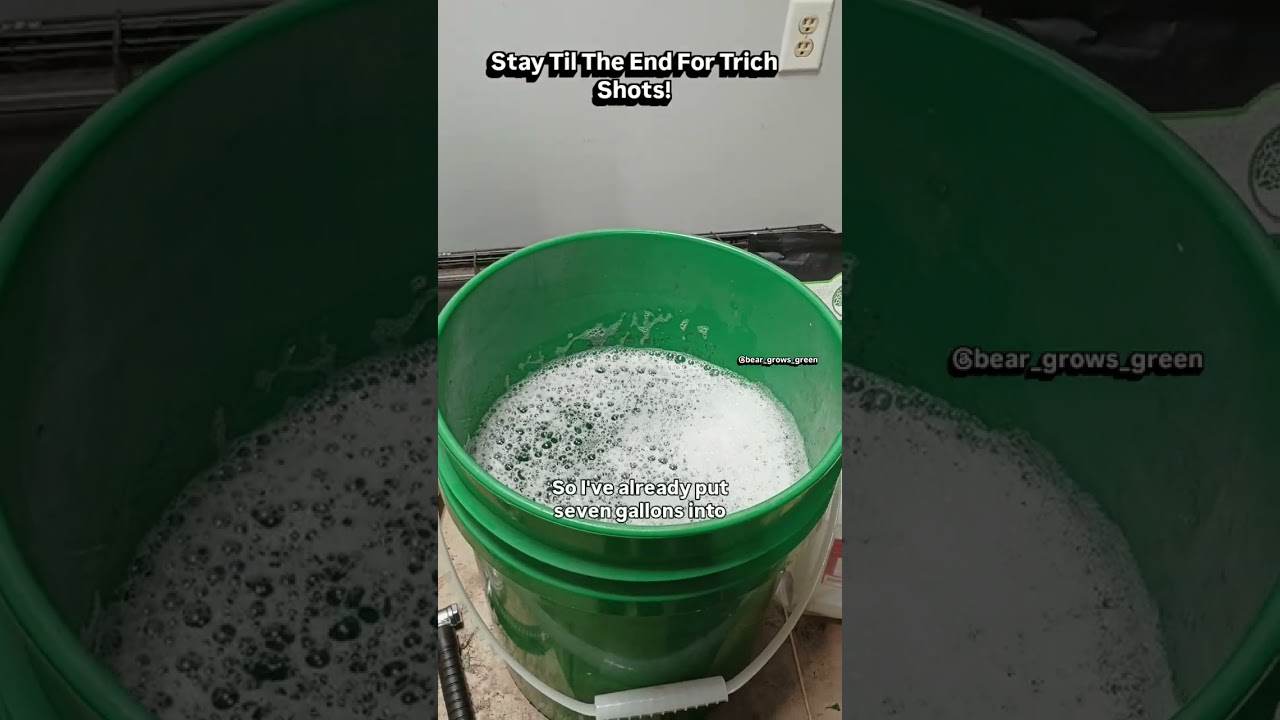 Day 40 Flower Paradise Pine F1! Time for Supplemental Feed.