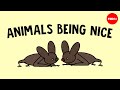 Mutualism and Altruism in Animals