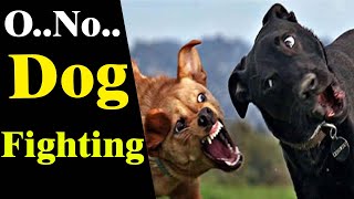 dog fighting 2020 । Really Dog Fight