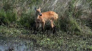 El venado de las pampas resurge tras estar al borde de la extinción