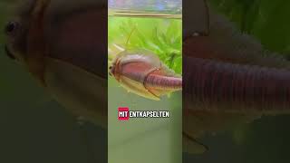 Wie werden Triops gefüttert? 🤔 🦐 #triops #triopsgalaxy #seamonkeys #aquarium #TriopsGalaxy