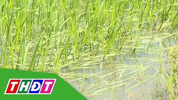 Cách phòng, chống ngập úng, bảo vệ cây trồng | THDT
