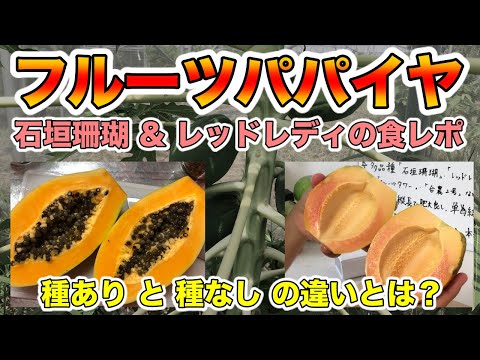 パパイヤに種がない理由と食べ方の真実