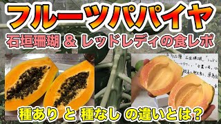 【フルーツパパイヤとは？】石垣珊瑚とレッドレディの食べ比べ！切り方！糖度まで！パパイア【種無しと種有りの違い？】What is fruit papaya?