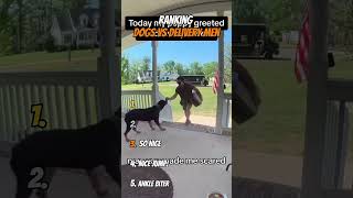Ranking Dogs vs Delivery Men
