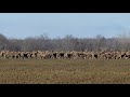 Ötszáz szarvas vonulása. Deer her migration