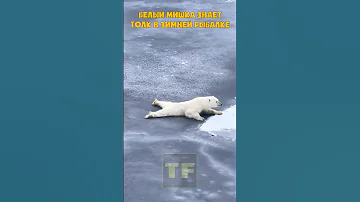 Умный Белый медведь. Даже он умнее многих рыбаков