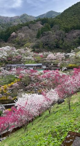 高知の春は日本1。