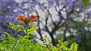 Petal Drift - Relaxing Stress Relief Soothing Healing Peaceful Flowers Petals Instrumental Music