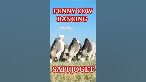 SAPI JOGET MENARI LUCU part  16 #sapi #joget #shorts