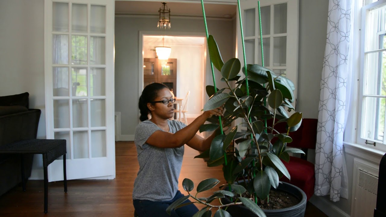 annabellen planten Randpaket Loes