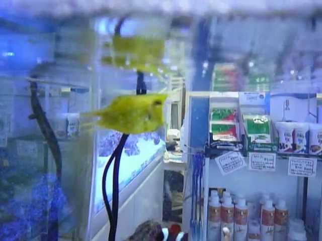 コンゴウフグ海水魚サンゴ販売通販店マリンキープ Youtube コンゴウフグ海水魚サンゴ販売通販店マリンキープ Youtube