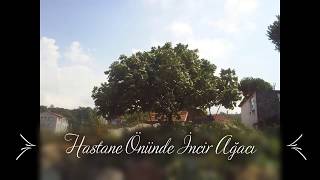 Hastane Önünde İncir Ağacı