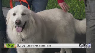 Adopt-A-Pet: C.A.R.E. (Community Animal Rescue Effort)