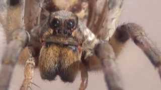 Desert Version Of A Wolf Spider - Hogna Carolinensis