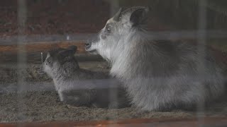 ニホンカモシカの赤ちゃん