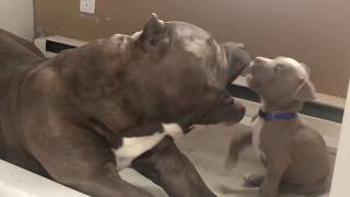 Giant 160Lbs Pit Bull Babysits 3 Year Old And Puppy