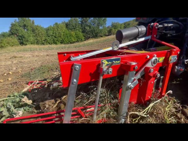 SP50V potato digger by CHECCHI & MAGLI and @AziendaAgricolaPietraViva