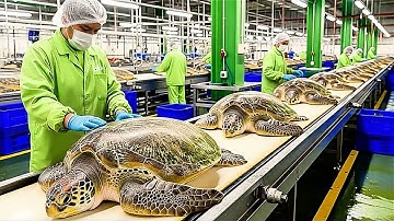 Inside the Famous TURTLE Factory – How Turtle Skin Is Made Into Luxury Products (Full Process)