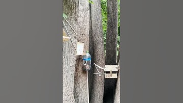 Cute SQUIRREL Eating Nuts