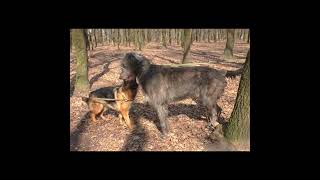 भेड़ियों का शिकार करने वाला दुनिया का सबसे बड़ा कुत्ता ||The Irish Wolfhound|| #shorts #dogs #ibtfacts