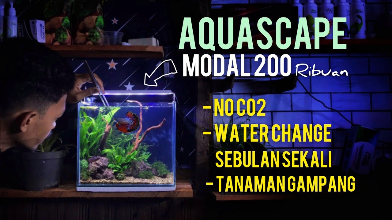 Paduan Lengkap Aquascape Untuk Pemula | Cuman 200 ribua… — Transcript