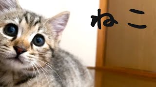 威嚇してくる保護猫！撫でられる三毛猫！脱走するレトリバー！