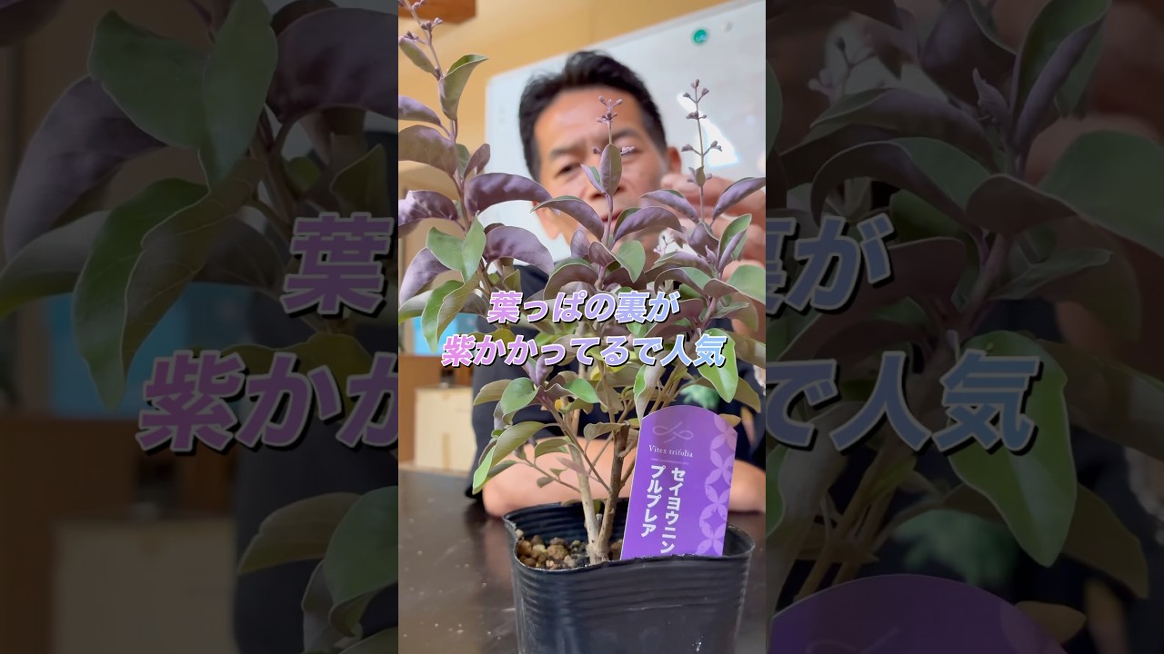 Purpurea] The undersides of the leaves are purple and cute. Just