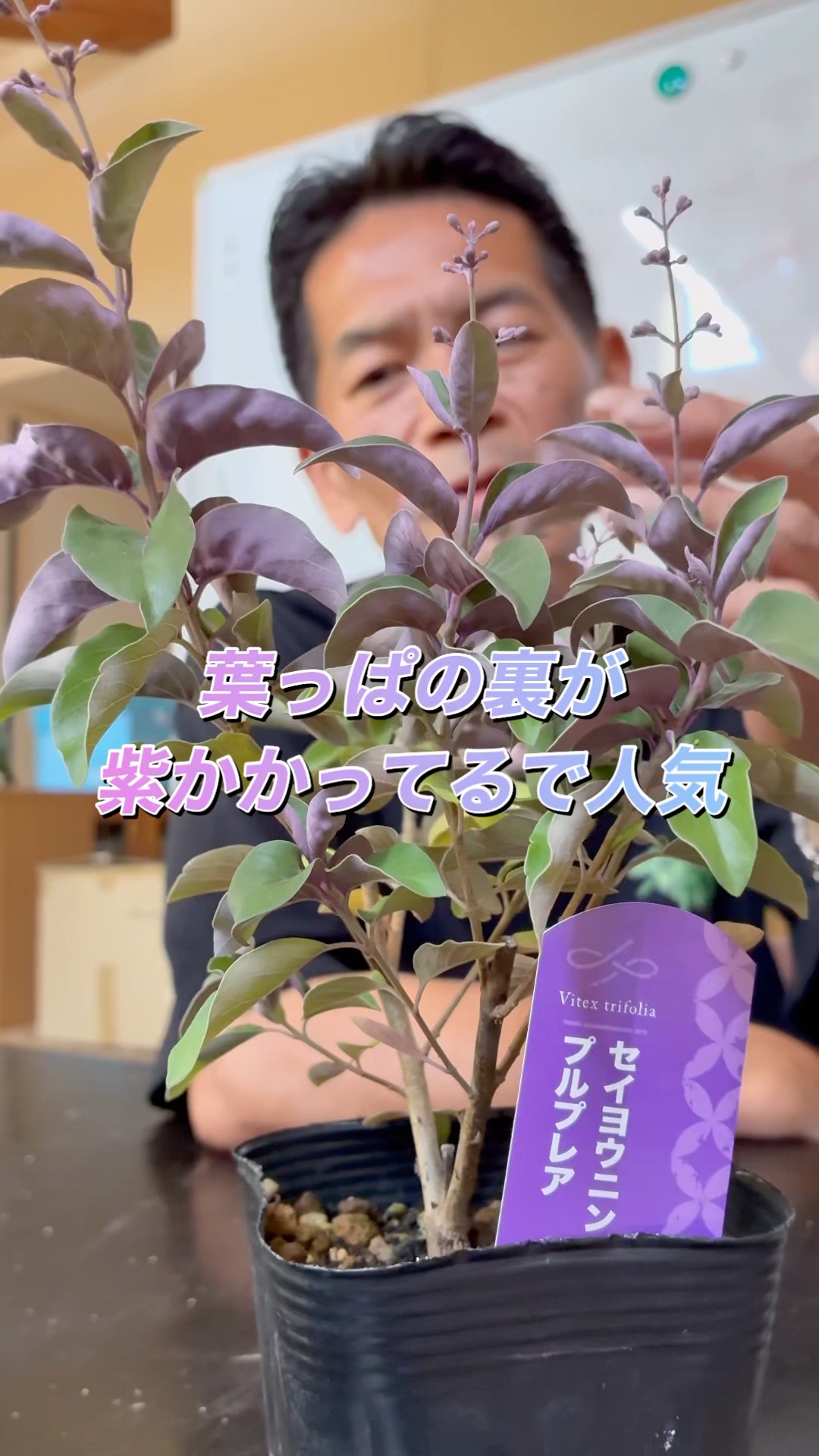 Purpurea] The undersides of the leaves are purple and cute. Just