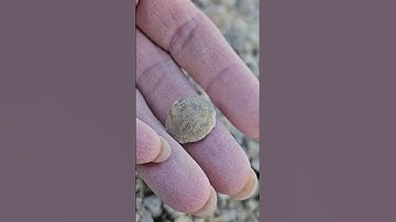 fossil hunt 10 #fossil #fossilhunter #fossilhunting #rockhound #fossilidentification  #brachiopod