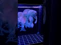 Platinum Butterfly Koi Carp Collection 282 - Most Beautiful Koi Fish