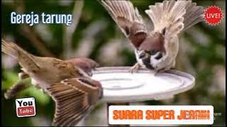 SUARA BURUNG GEREJA jernih, cocok untuk pikat burung gereja.