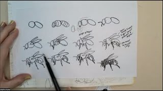 Stewardship and Bees with Stephey Baker