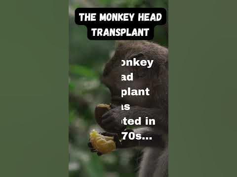 The Monkey Head Transplant was attempted in the 1970s...#experiment #