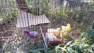 The Colored Chicks Transformation | FarmBoyEh