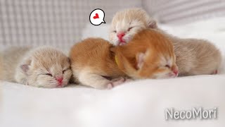 [시즌3]  크리스마스이브 태어난지 1일차인 귀여운 아기고양이들 (1편).Vlog