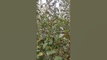 Apple plants on rootstock 🍎 best #shortsfeed #shortvideo #viral #fruitplants #shorts