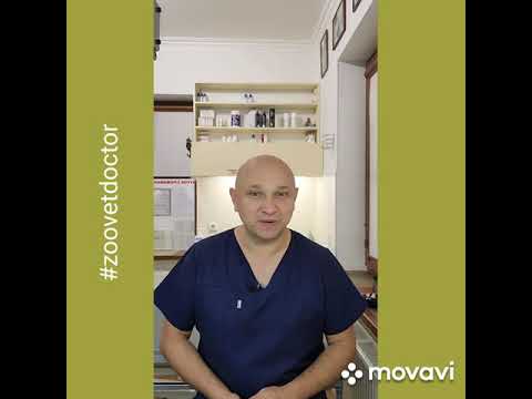 Икота у щенков, возможные причины и лечение #zoovetdoctor