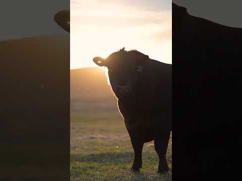 Angus Bull Book: Fall 2026 Angus Sire Directory