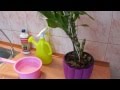 Как поливать орхидею дендробиум.