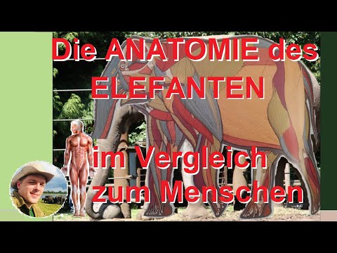 Anatomie des Elefanten im Vergleich zum Mensch. Wissen 2go über Elefanten.